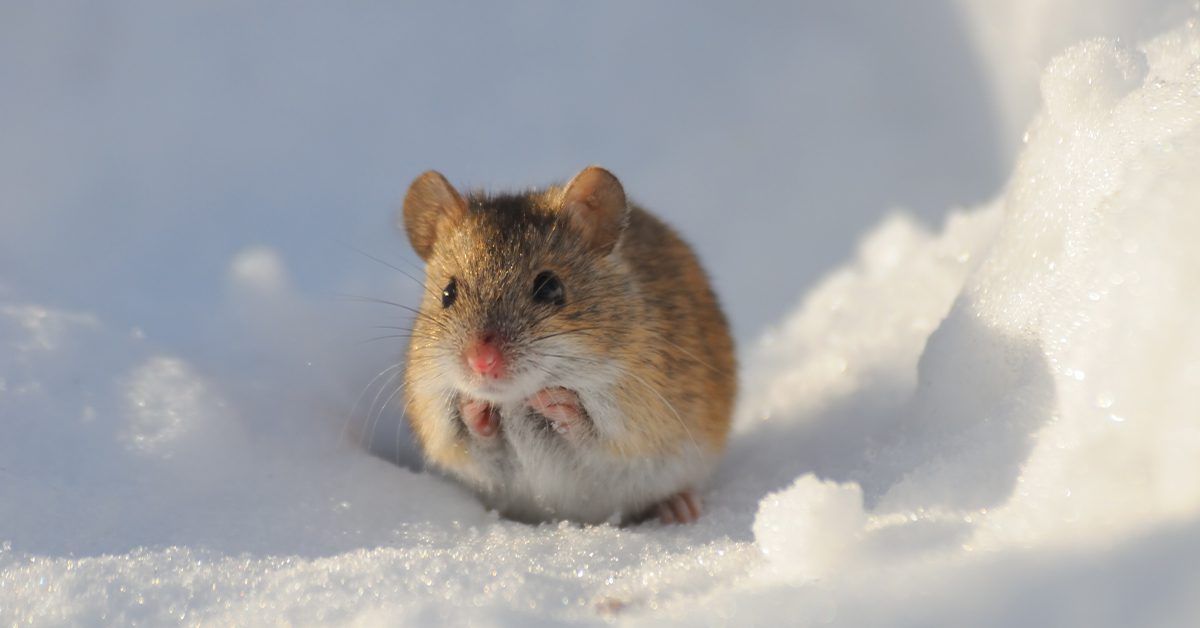 Mouse sitting in the snow