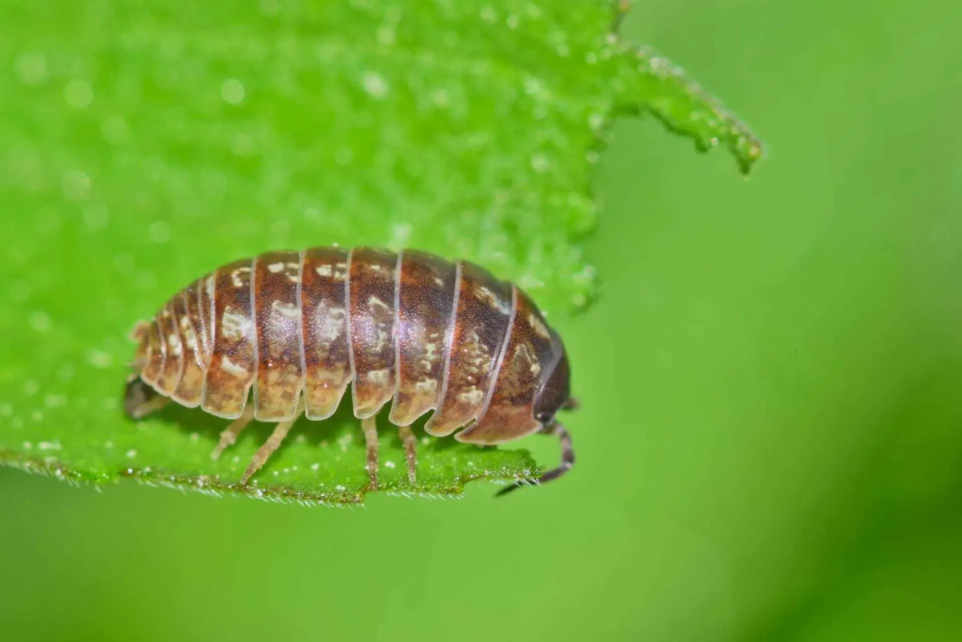 Sowbugs — Newport, MN — Paffy’s Pest Control