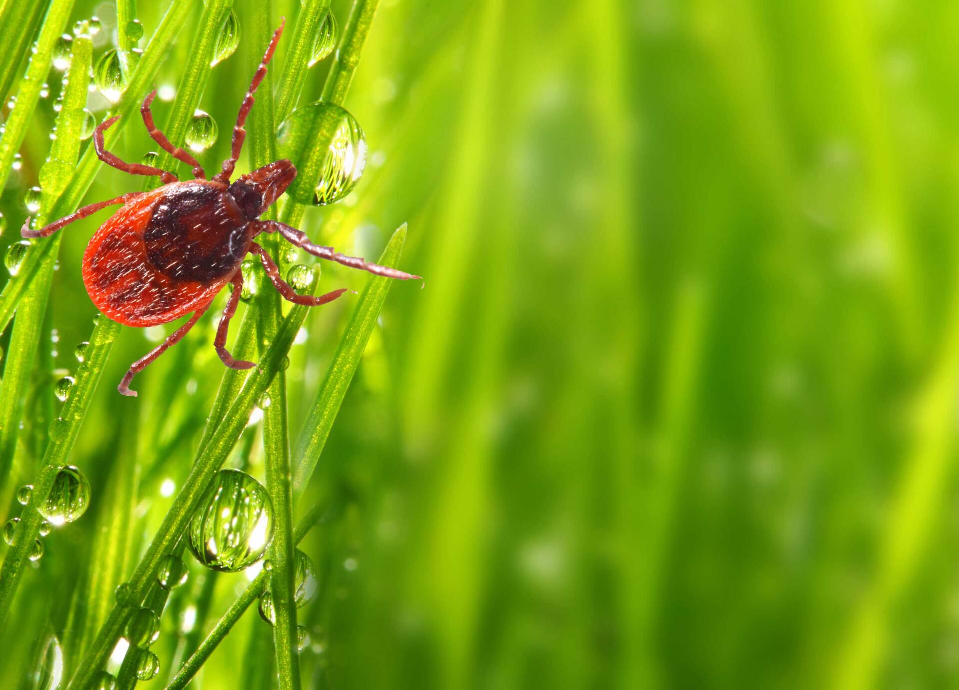 Mosquito Tick Control — Newport, MN — Paffy’s Pest Control