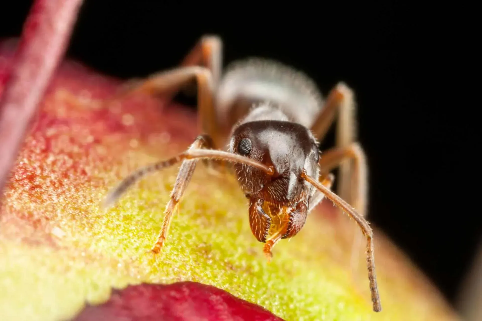 Pharaoh Ants — Newport, MN — Paffy’s Pest Control