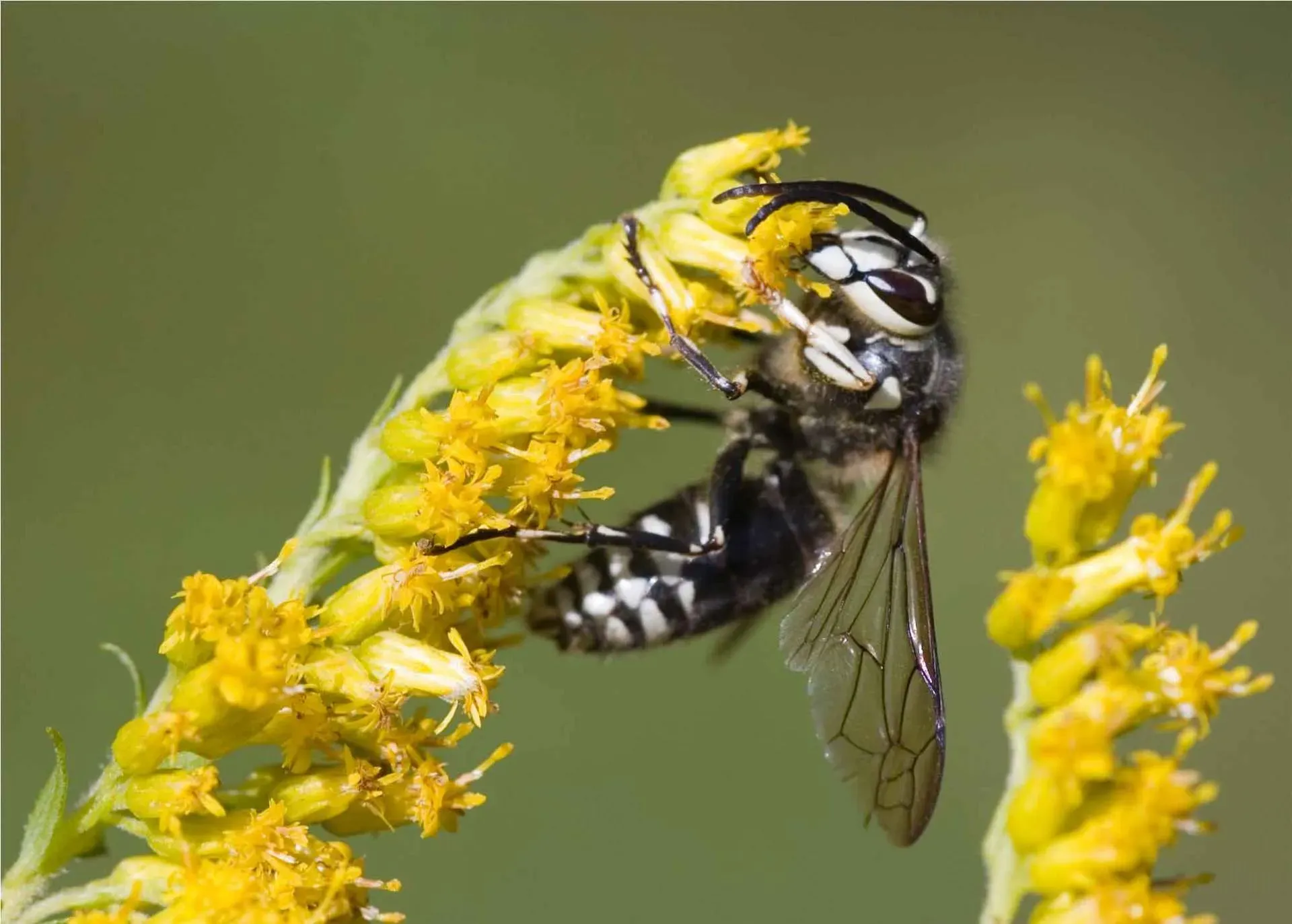 Bald Faced Hornets — Newport, MN — Paffy’s Pest Control