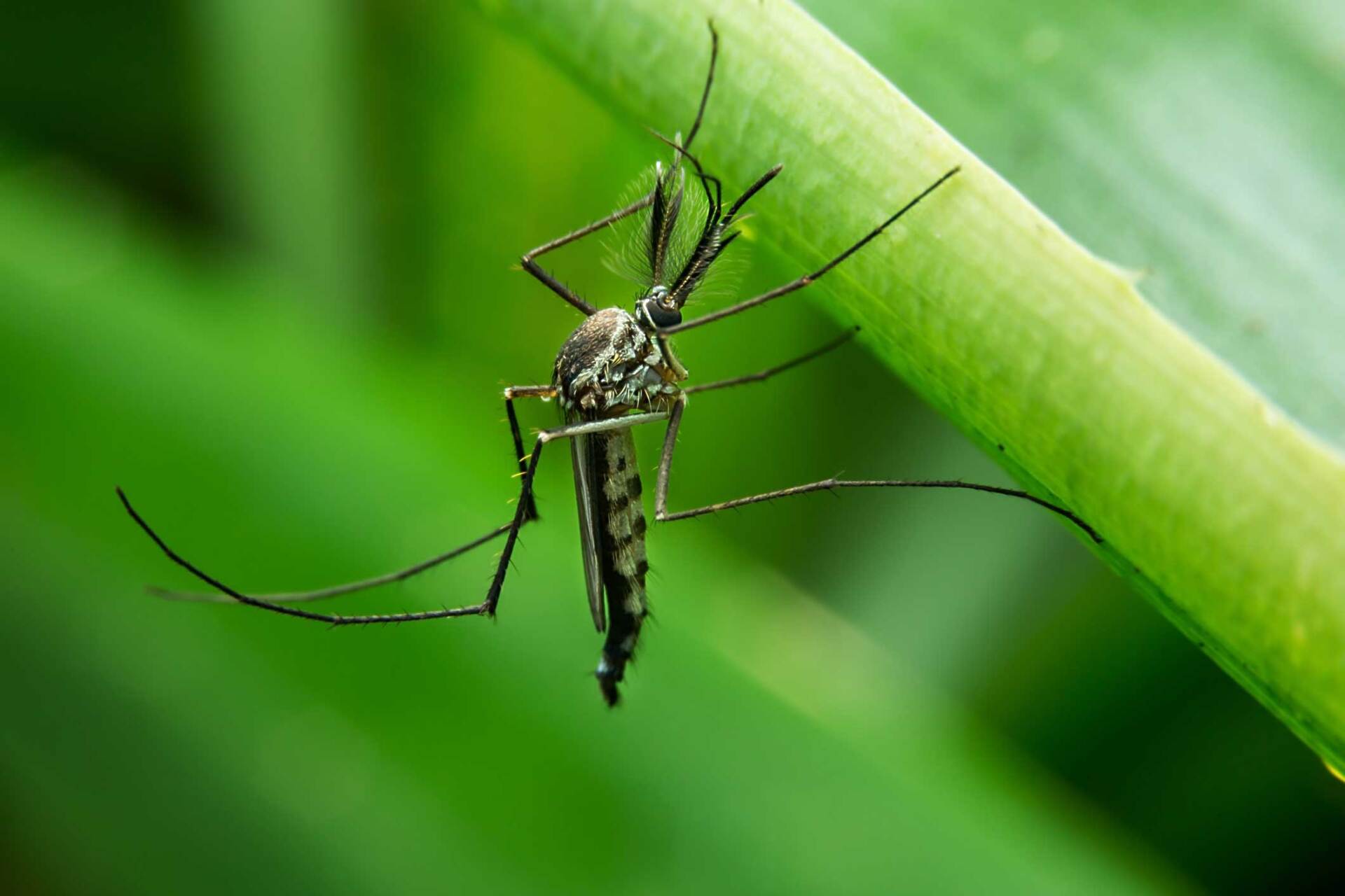 Mosquito — Newport, MN — Paffy’s Pest Control