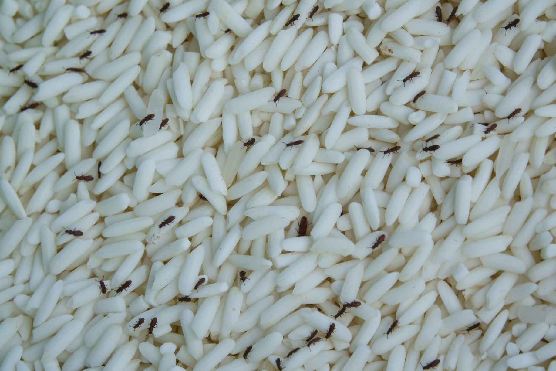 Stored Product Pests — Newport, MN — Paffy’s Pest Control