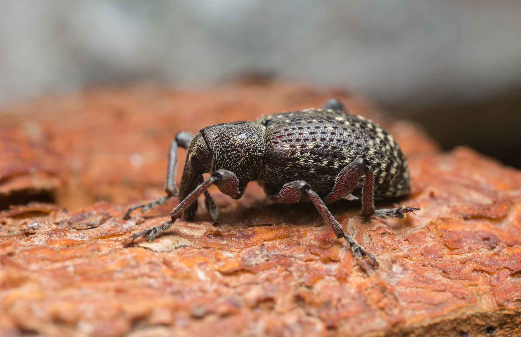Root Weevils — Newport, MN — Paffy’s Pest Control