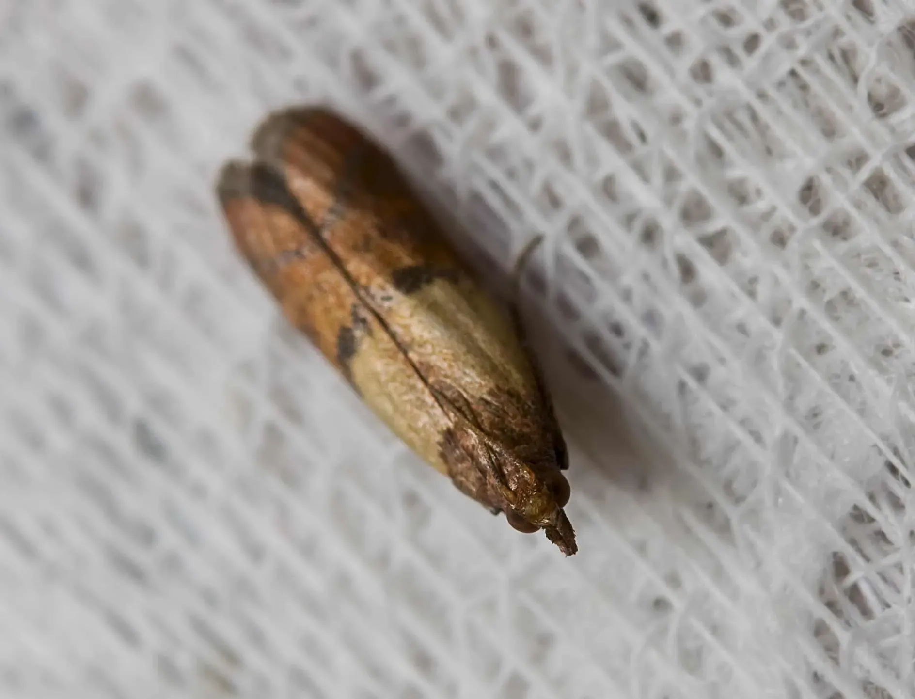Indian Meal Moths — Newport, MN — Paffy’s Pest Control