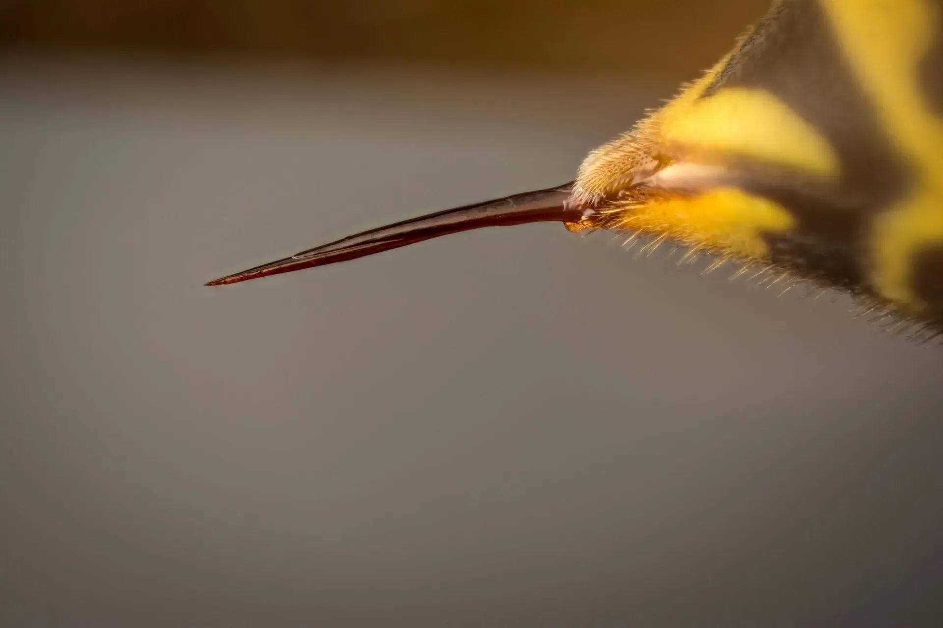Stinging Insects — Newport, MN — Paffy’s Pest Control