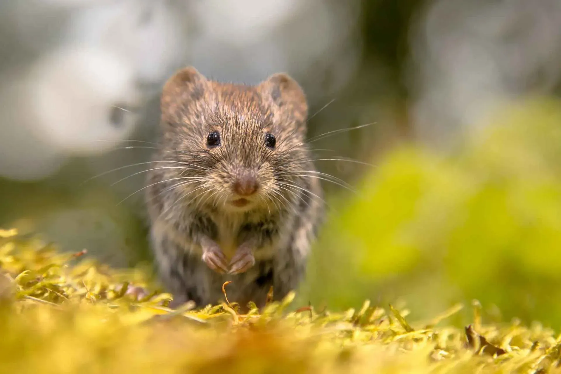 Voles — Newport, MN — Paffy’s Pest Control