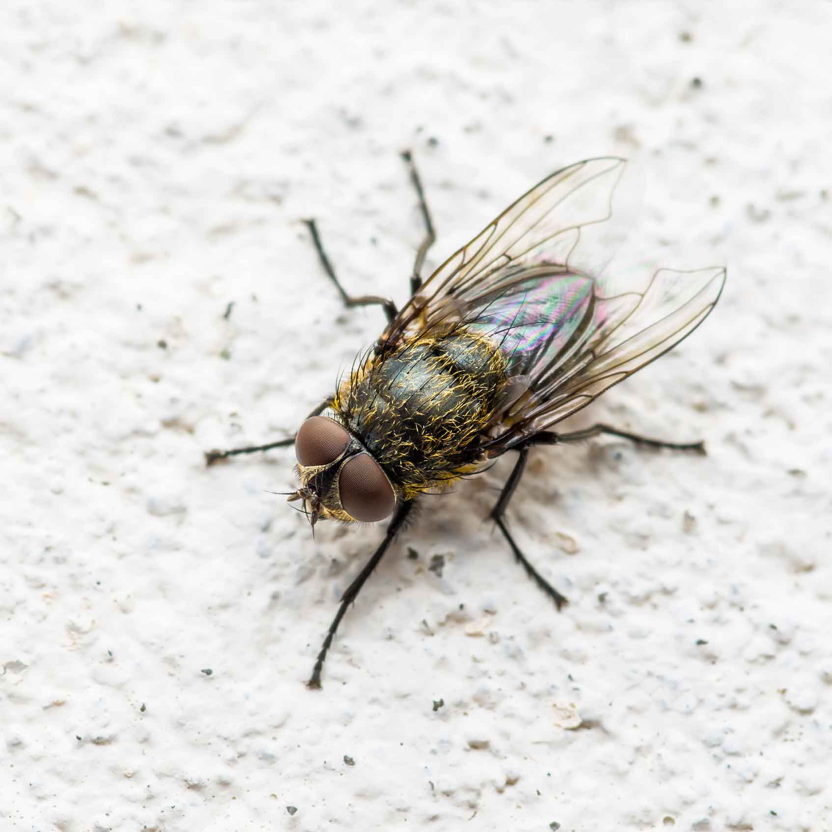 Flies — Newport, MN — Paffy’s Pest Control
