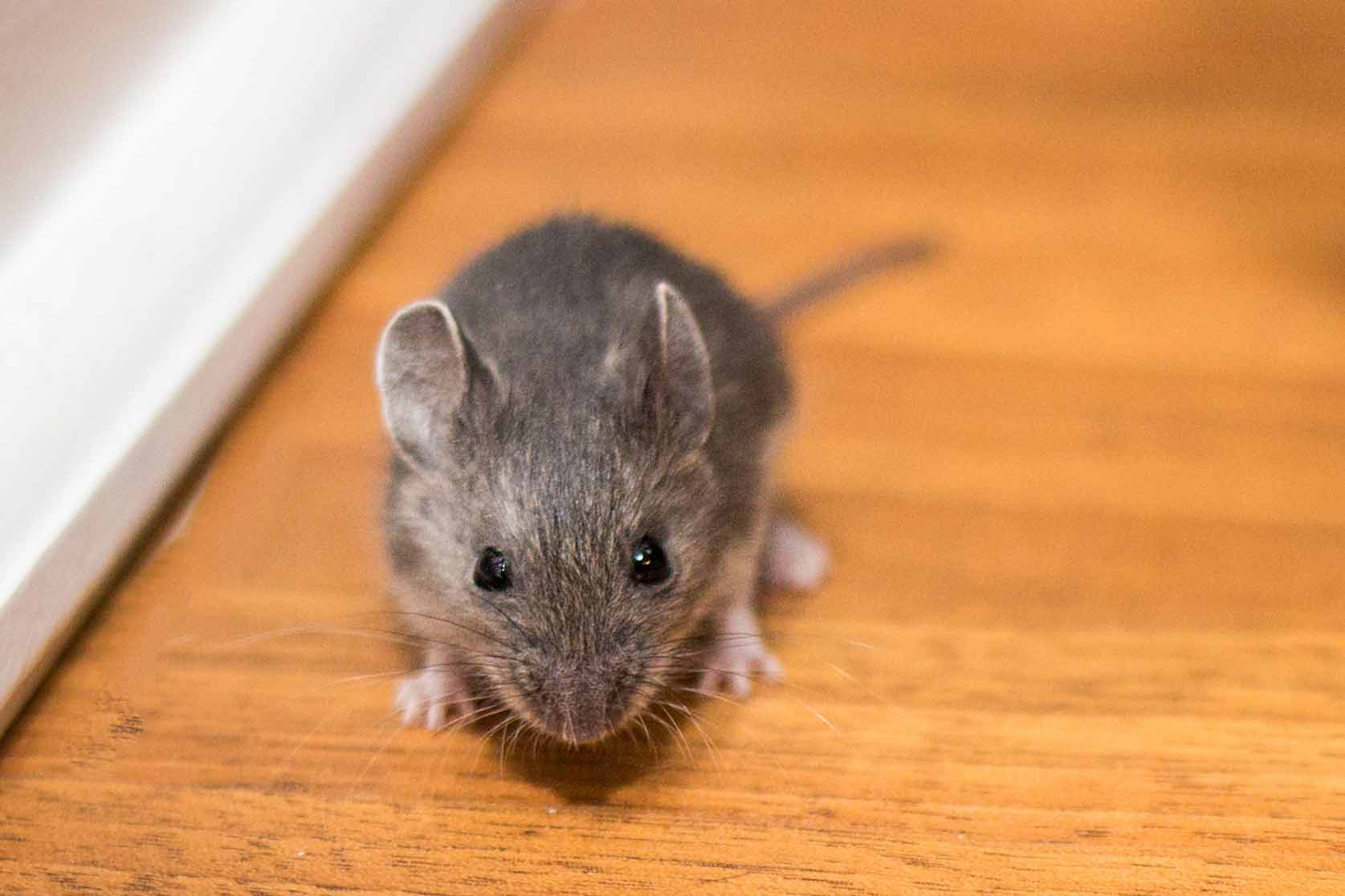 Mice — Newport, MN — Paffy’s Pest Control
