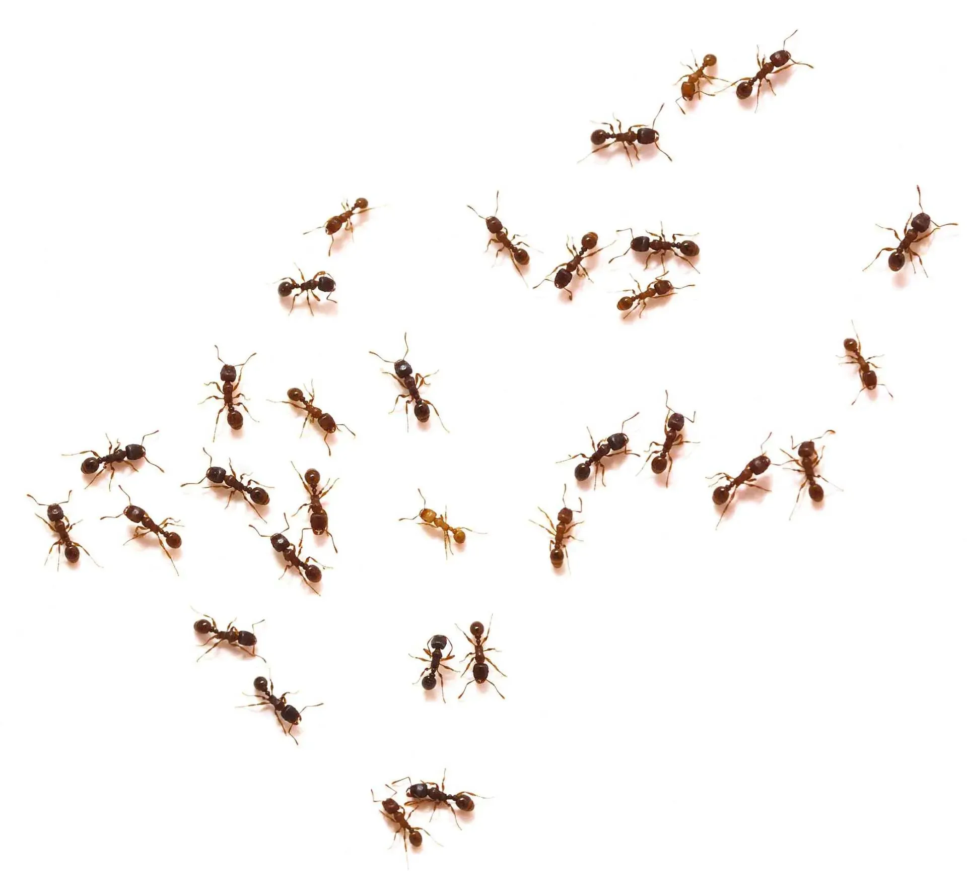 Ants — Newport, MN — Paffy’s Pest Control