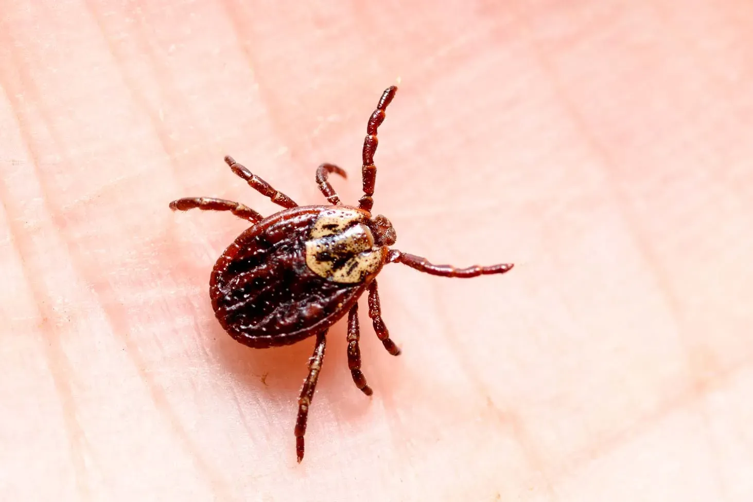 Ticks — Newport, MN — Paffy’s Pest Control