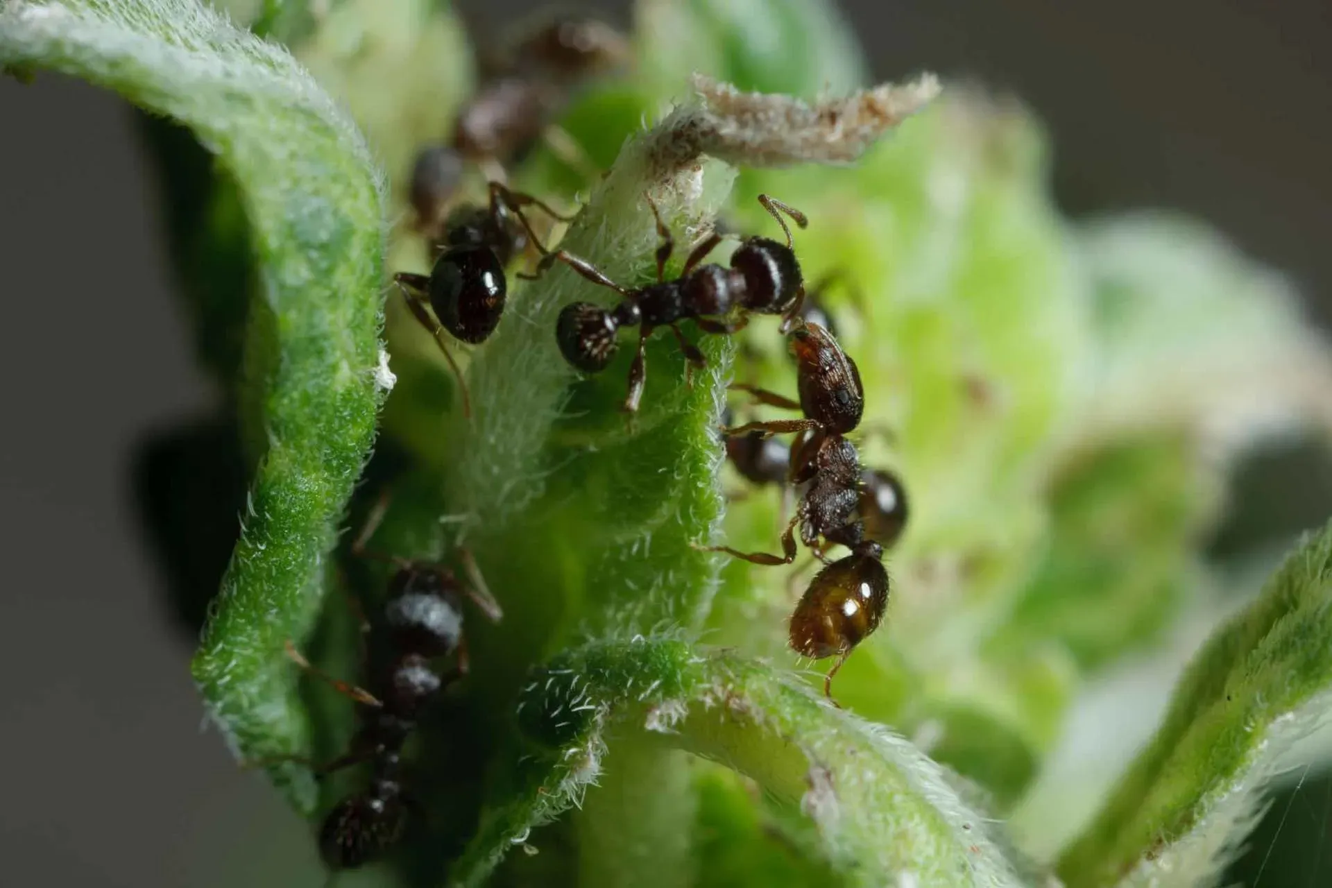 Pavement Ants — Newport, MN — Paffy’s Pest Control