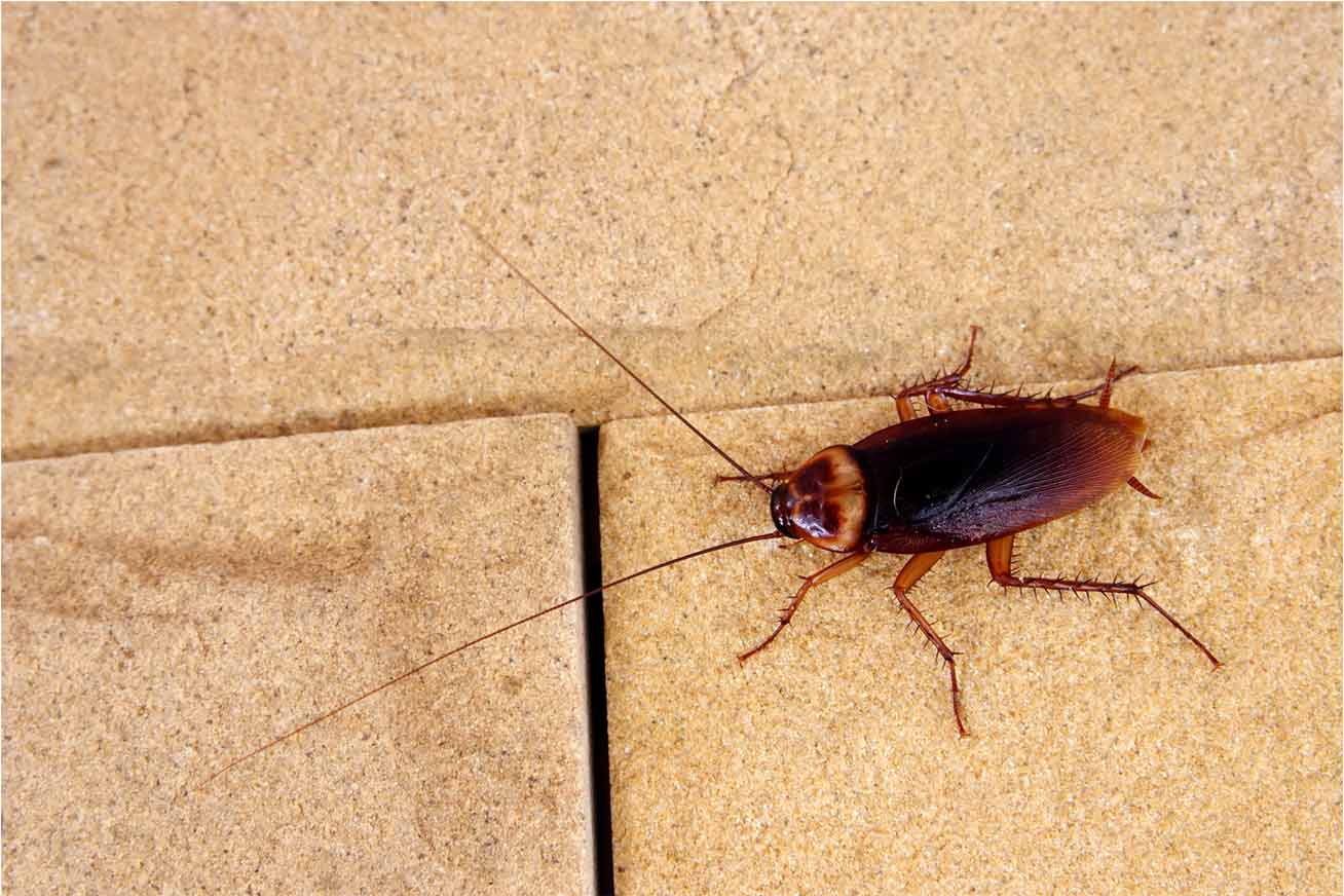 Roaches — Newport, MN — Paffy’s Pest Control