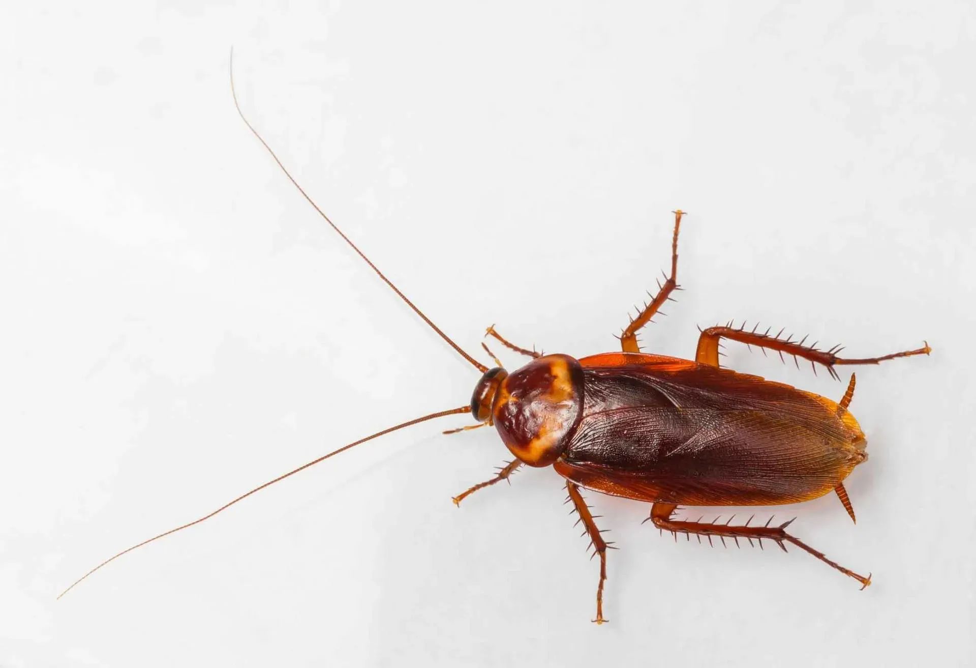 Cockroach — Newport, MN — Paffy’s Pest Control
