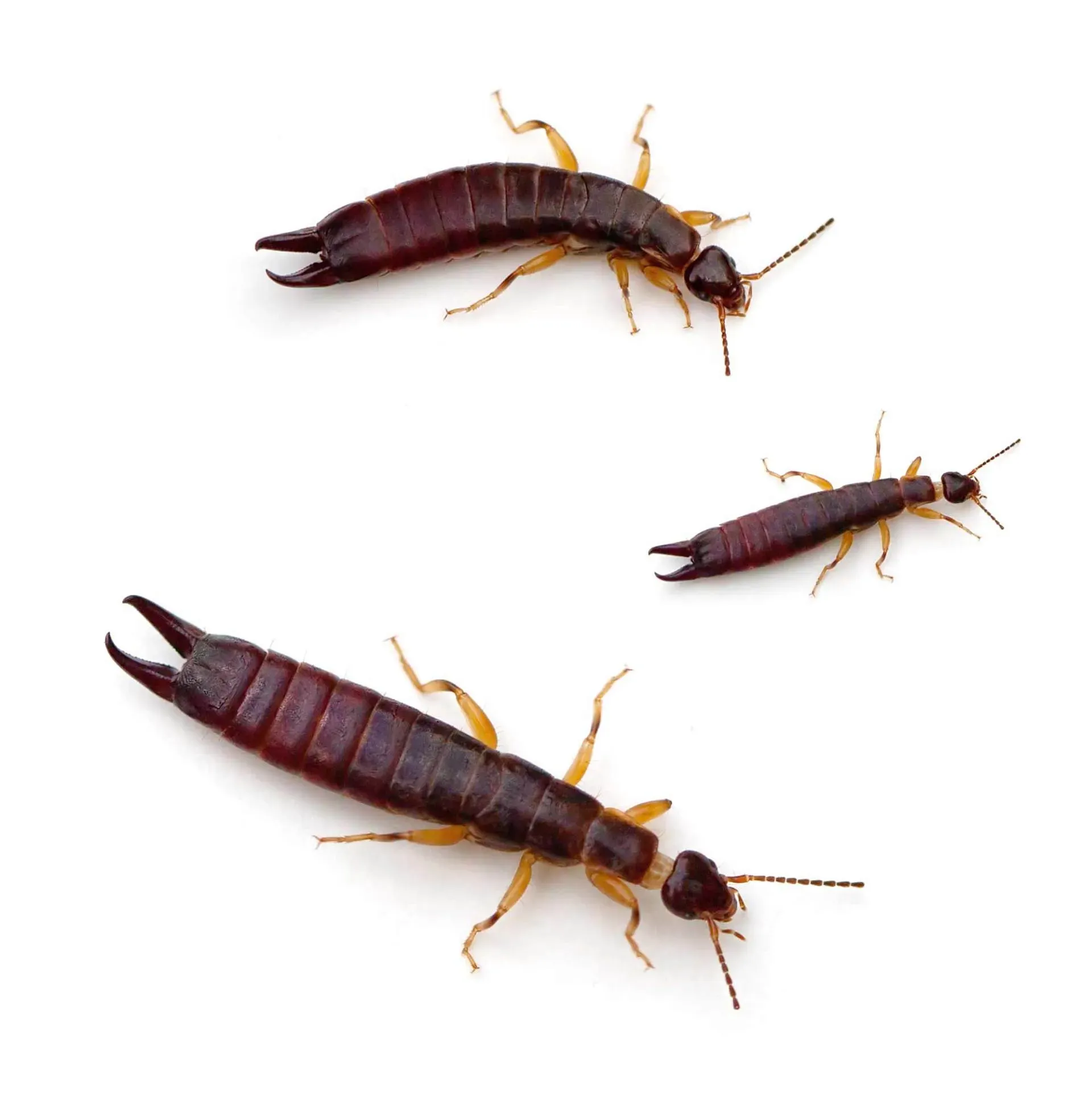 Earwigs — Newport, MN — Paffy’s Pest Control