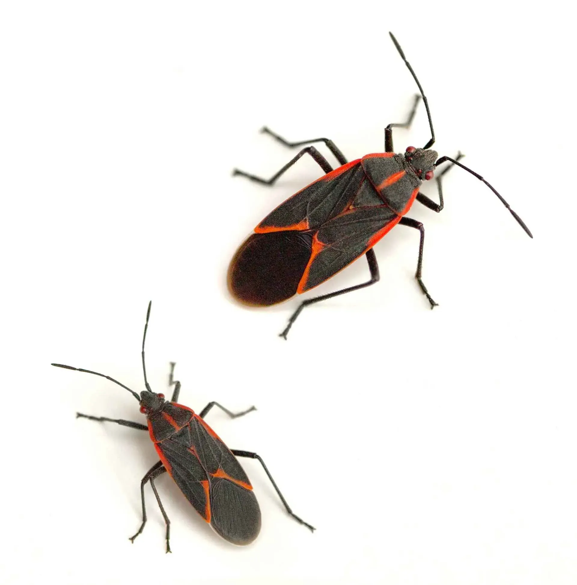 Box Elder Bugs — Newport, MN — Paffy’s Pest Control