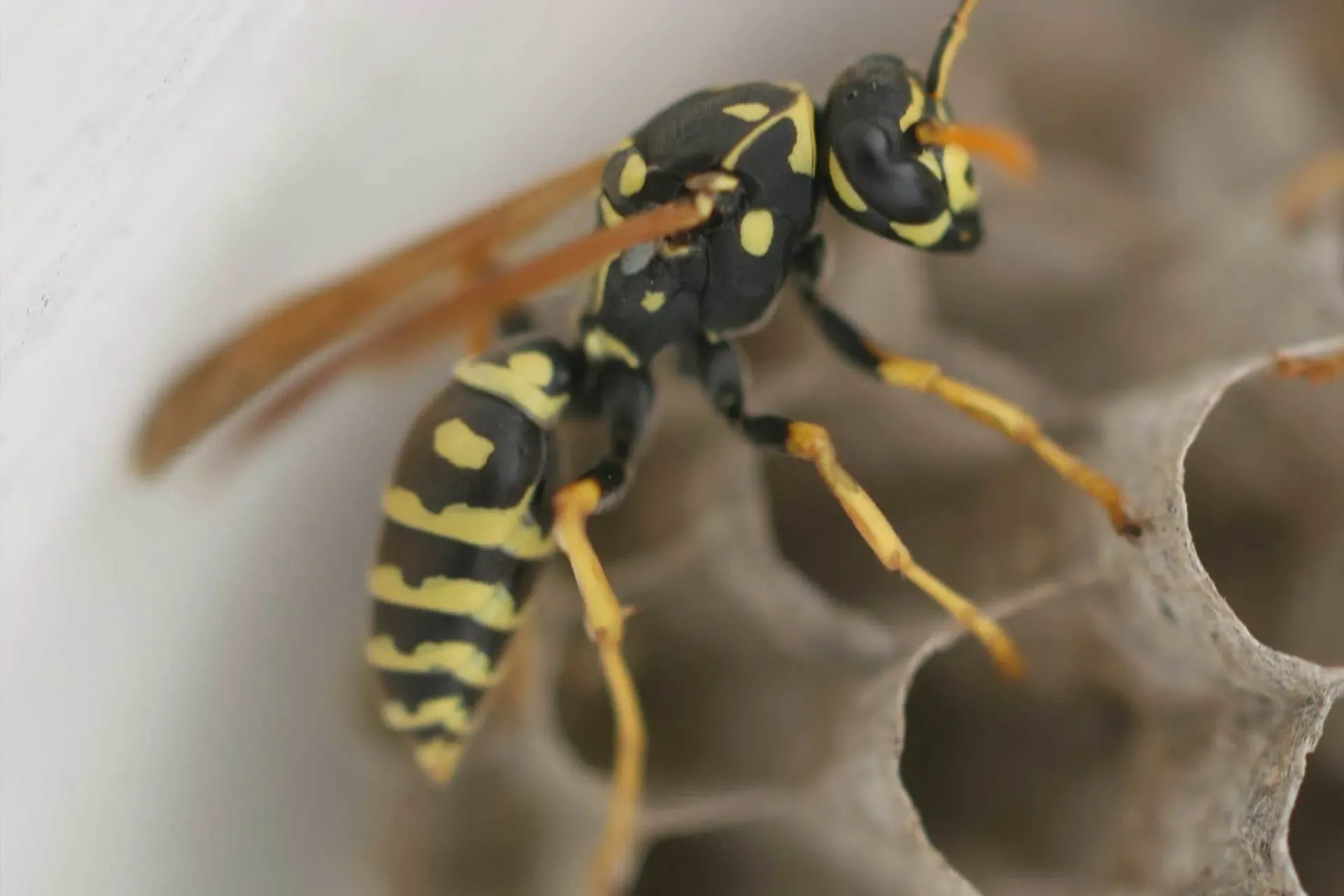 Yellow Jackets — Newport, MN — Paffy’s Pest Control