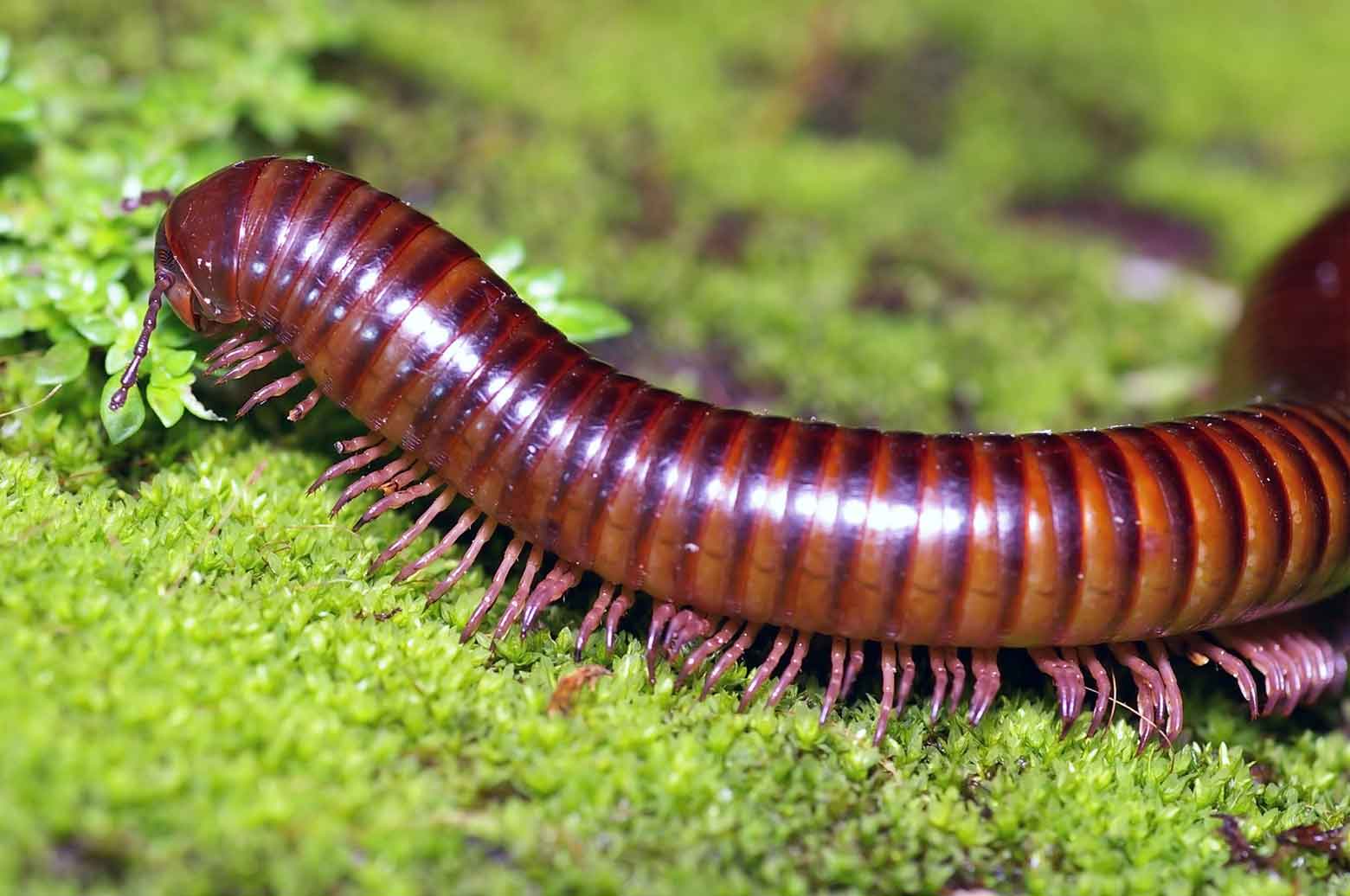 Millipedes — Newport, MN — Paffy’s Pest Control