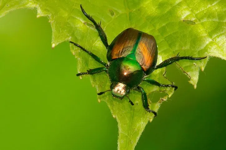 Japanese Beetles — Newport, MN — Paffy’s Pest Control