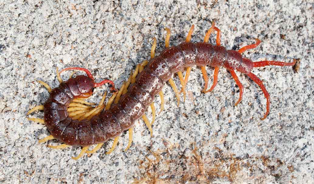 Centipedes — Newport, MN — Paffy’s Pest Control