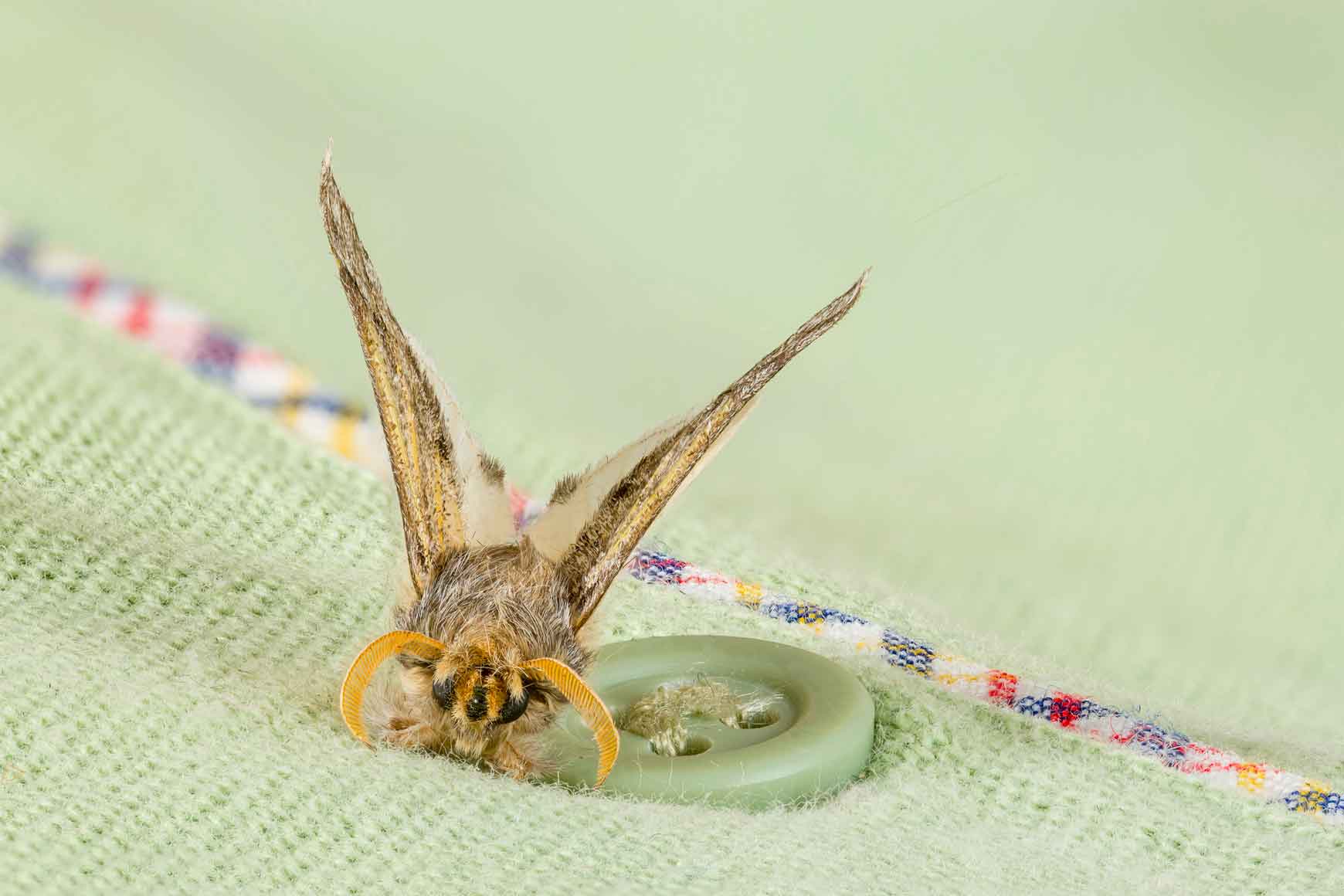 Clothing Moths — Newport, MN — Paffy’s Pest Control