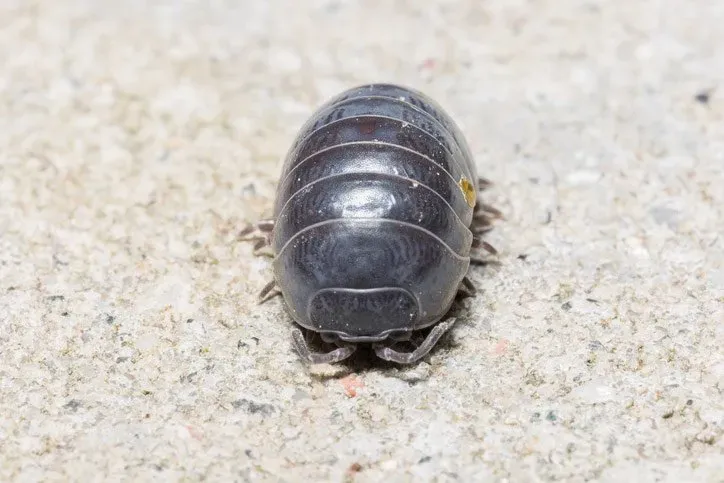 Pillbugs — Newport, MN — Paffy’s Pest Control