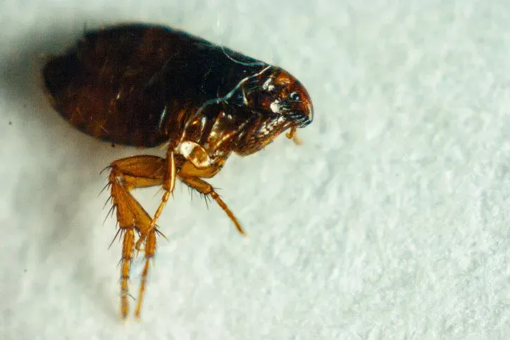 Fleas — Newport, MN — Paffy’s Pest Control