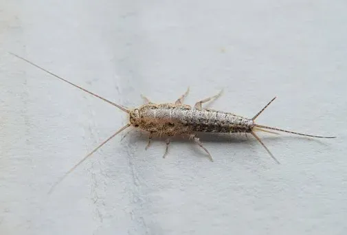 Silverfish — Newport, MN — Paffy’s Pest Control