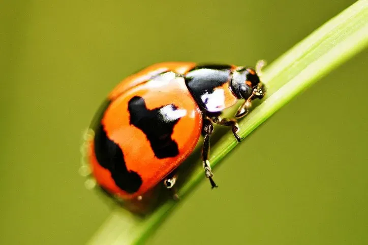 Asian Beetle — Newport, MN — Paffy’s Pest Control