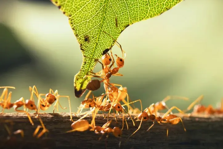 Field Ants — Newport, MN — Paffy’s Pest Control