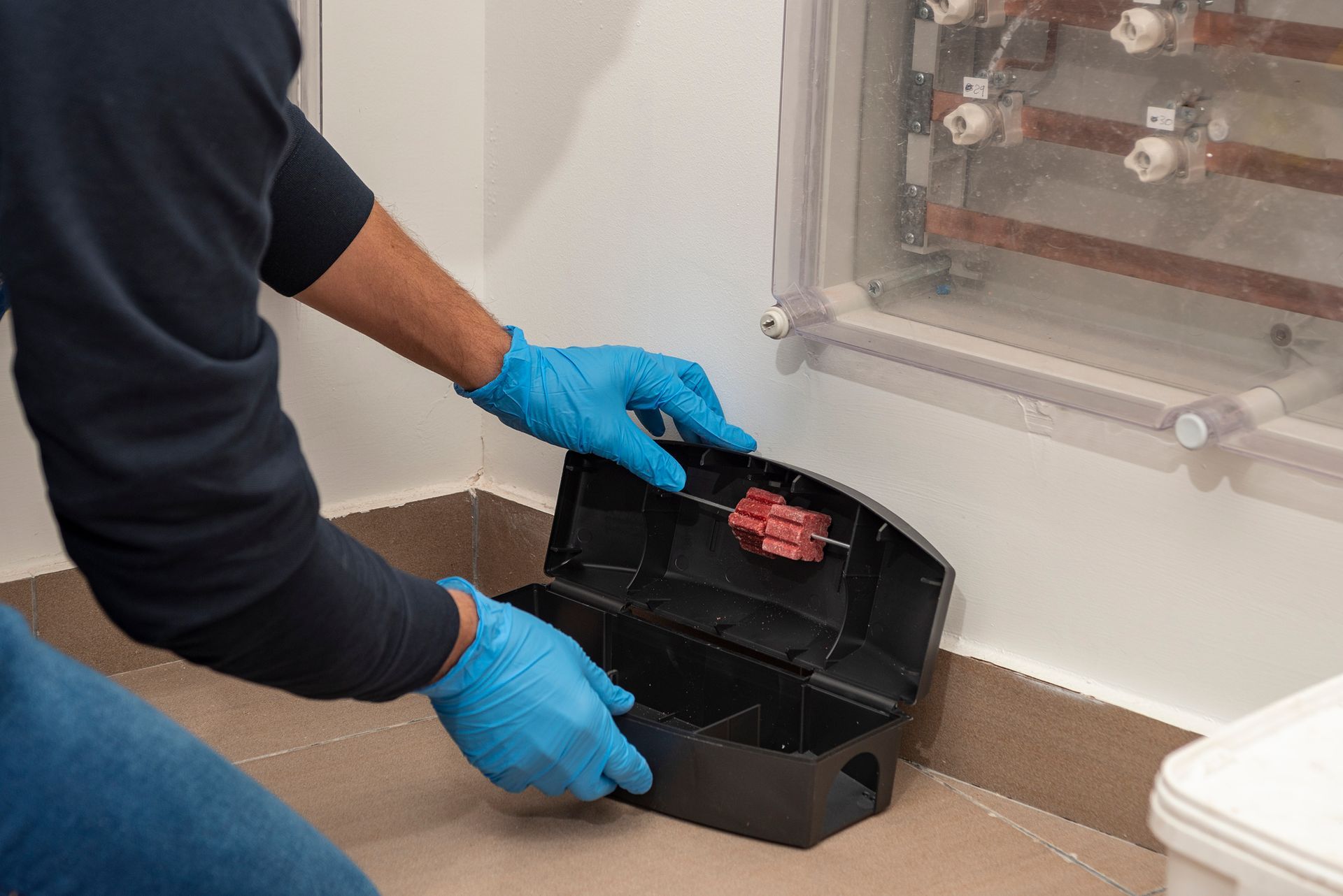 Technician placing rodent bait station near wall for professional pest control.