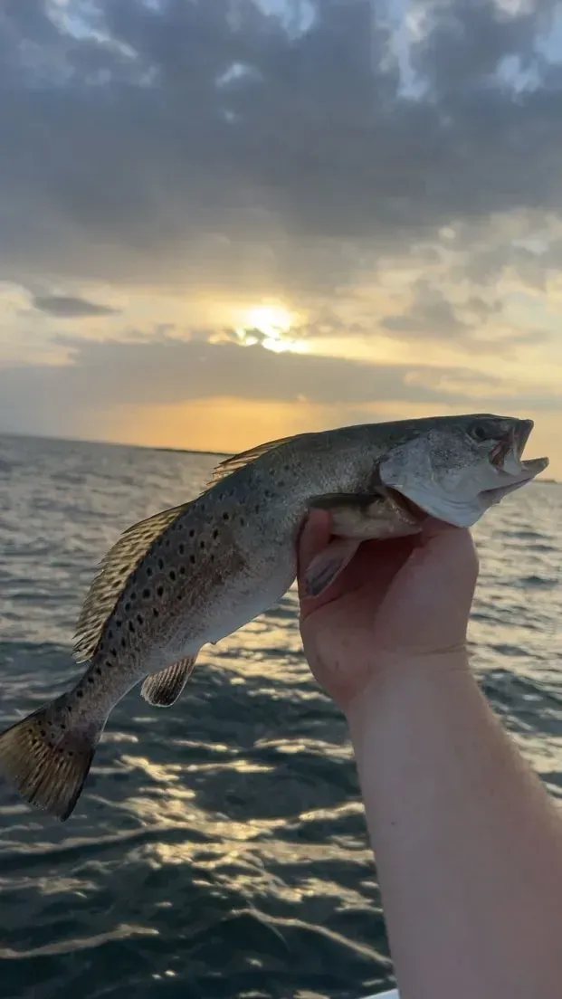 A hand holds a spotted sea trout against a backdrop of a sunset over the ocean.