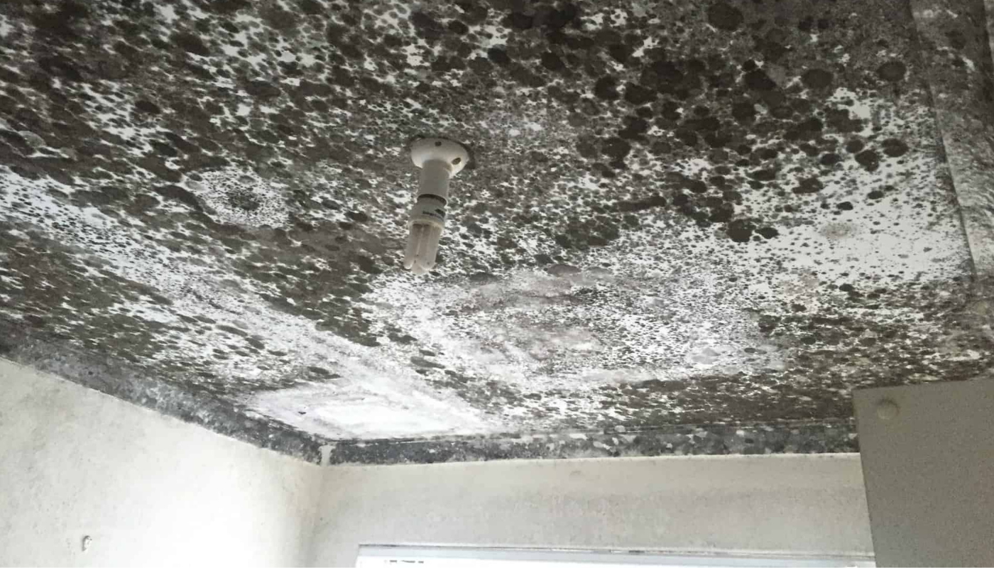Moldy ceiling with a pipe, in a room with bare walls. Gray, black, and white discoloration.