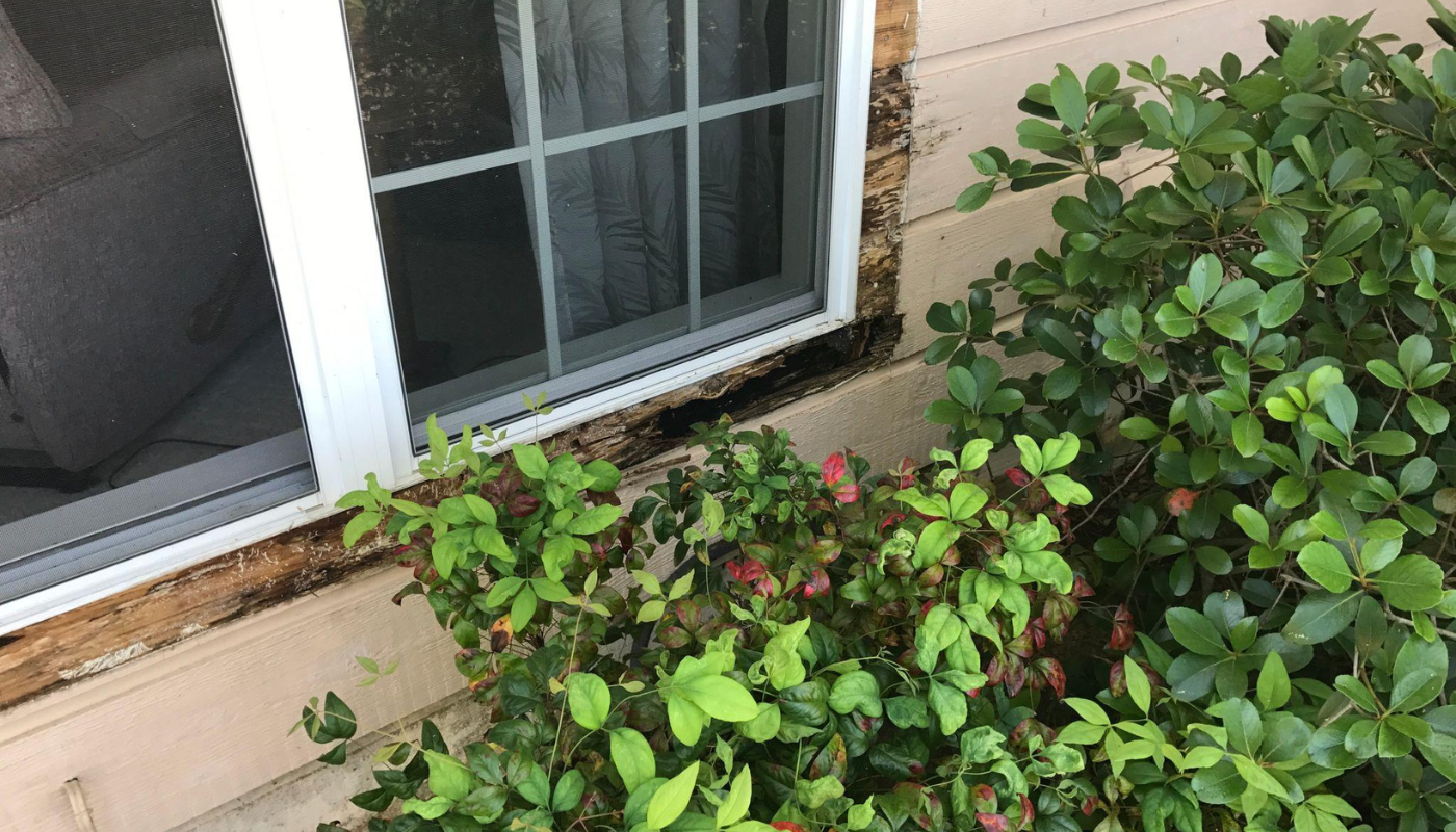 Window with white frame and black damaged siding, obscured by green leafy bushes.