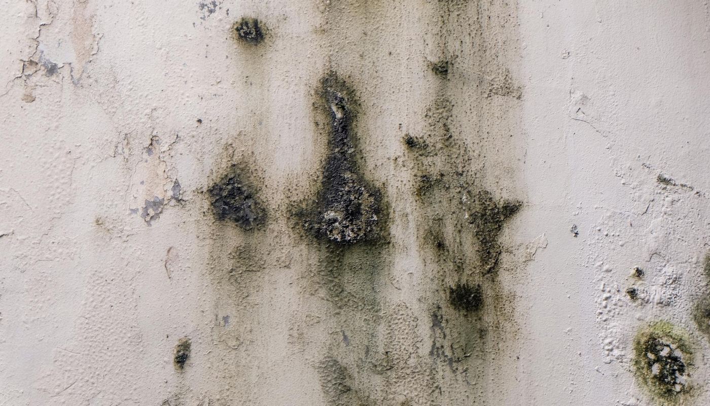Mold and water damage on a light beige wall, with dark green and black staining, and some peeling paint.