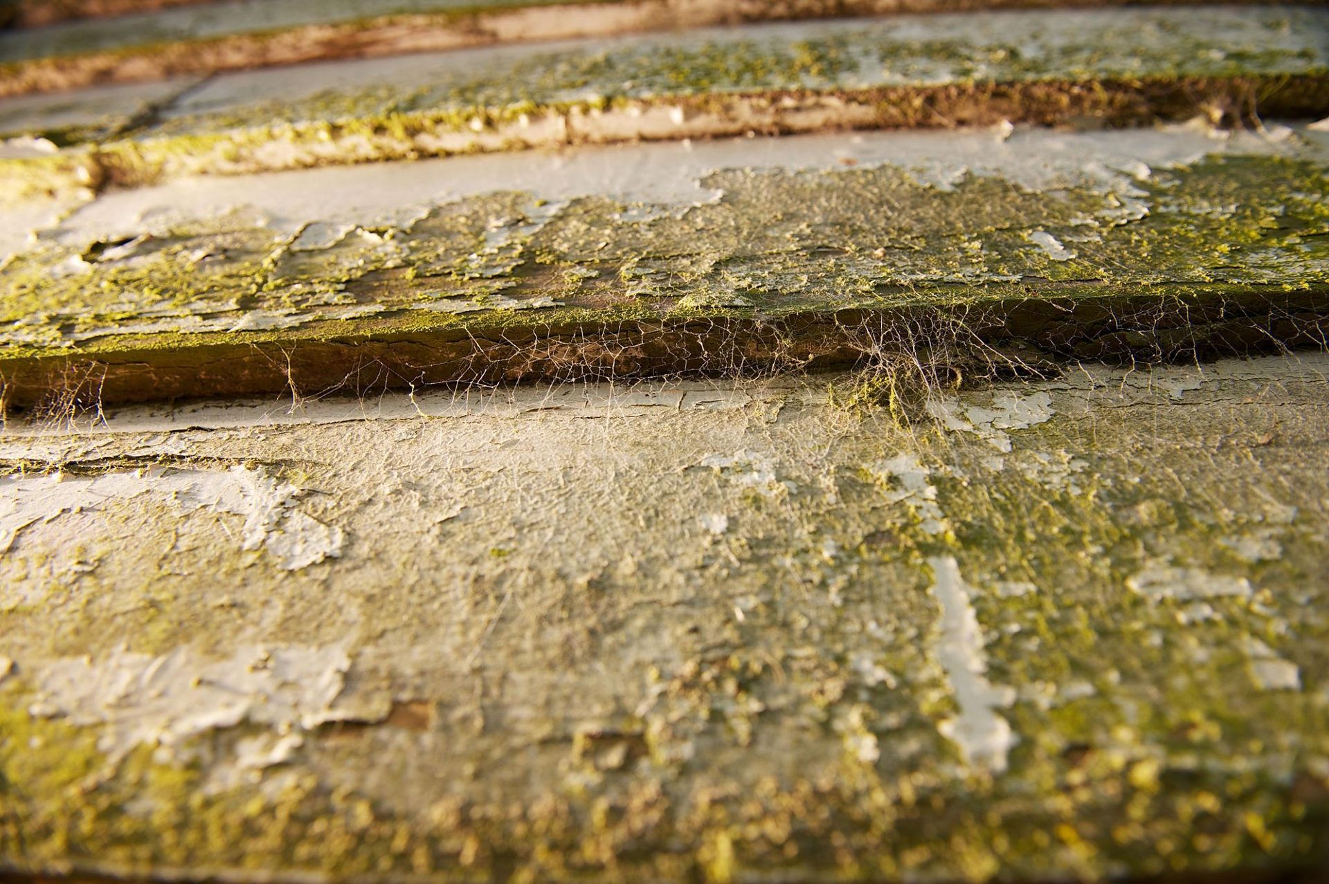Close-up of weathered wooden planks with peeling paint, moss, and cobwebs.