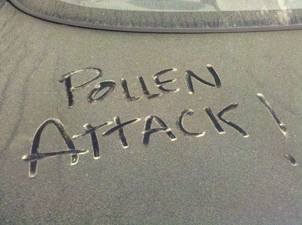 Pollen on car paint

