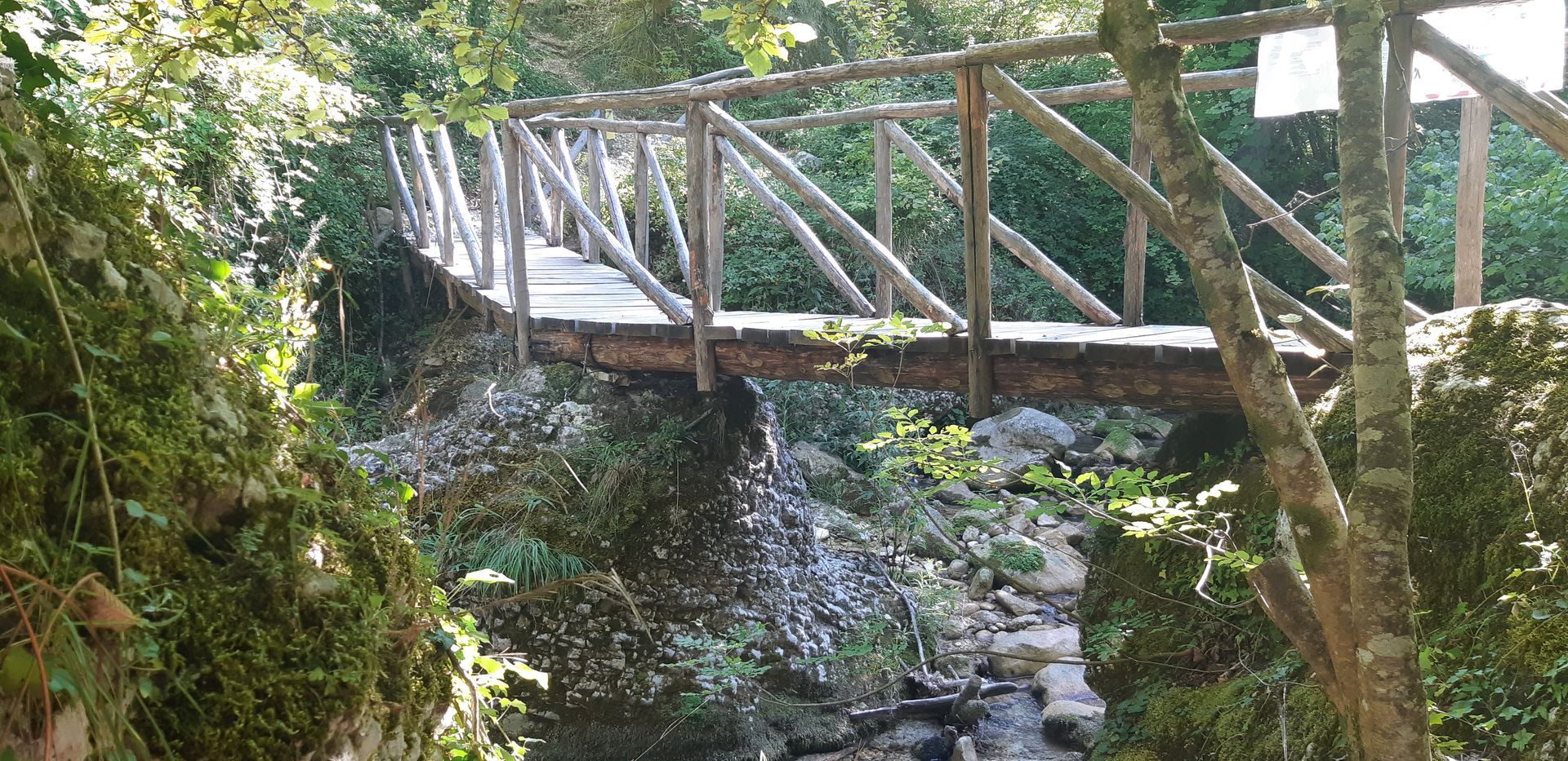 Una passerella di legno attraversa un piccolo ruscello ombroso in una lussureggiante foresta verde.