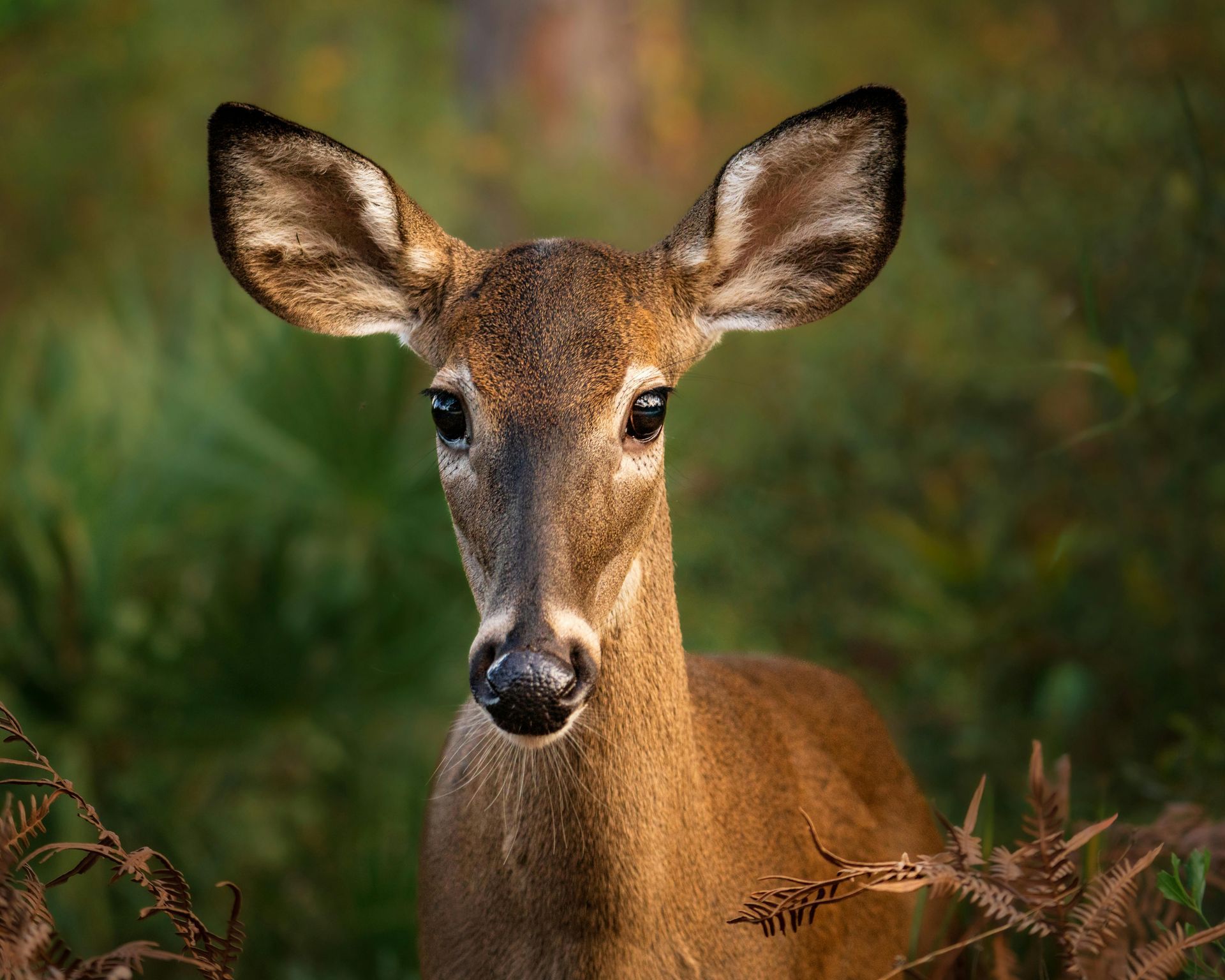 Un primo piano di un cervo  che guarda direttamente in camera, circondato da una morbida e sfocata vegetazione verde.