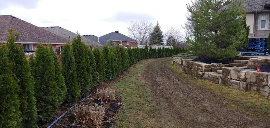 A row of trees along a dirt road in front of a house.