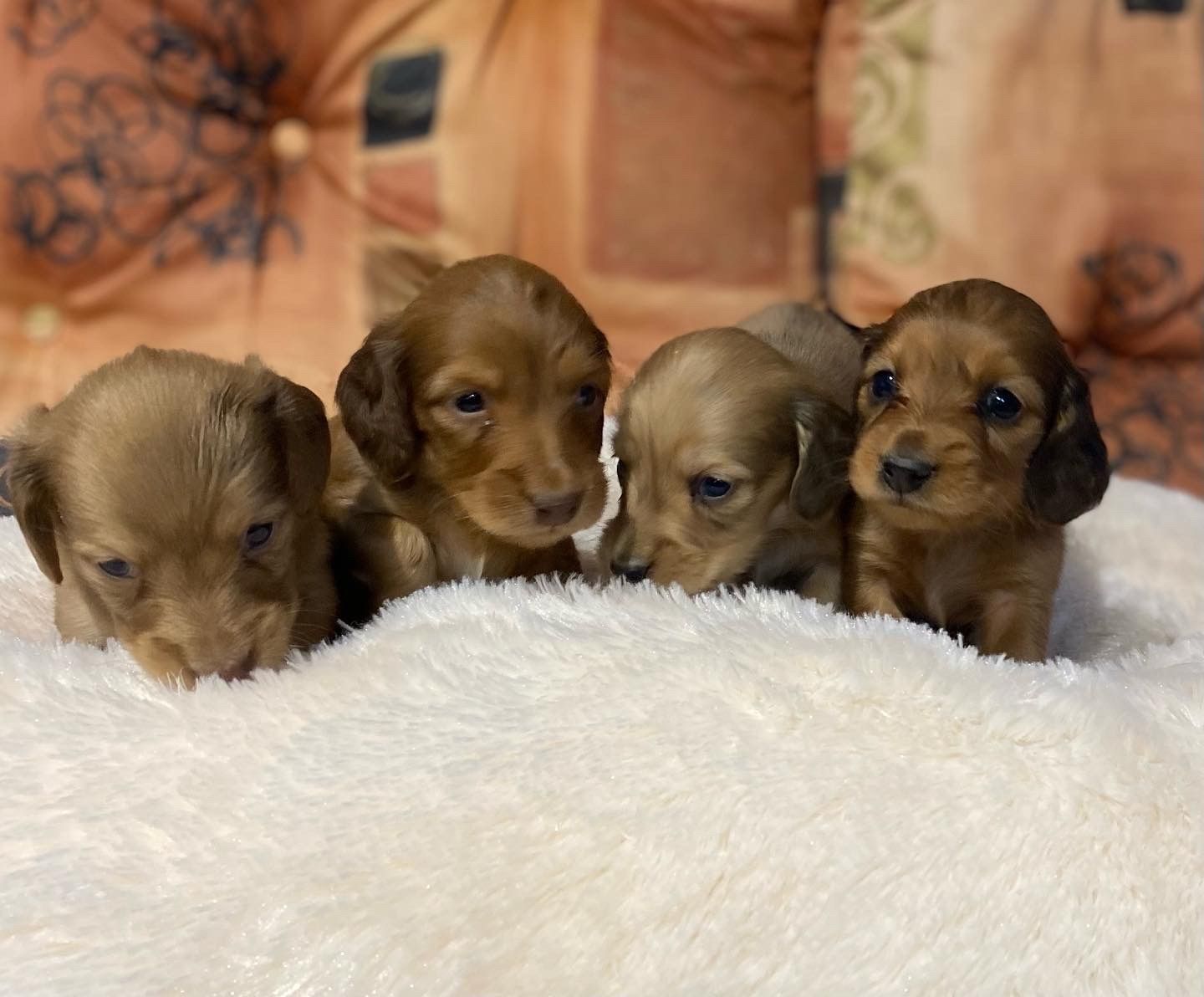 Jumbana Dogs - Breeders of Cocker Spaniels & Dachshunds