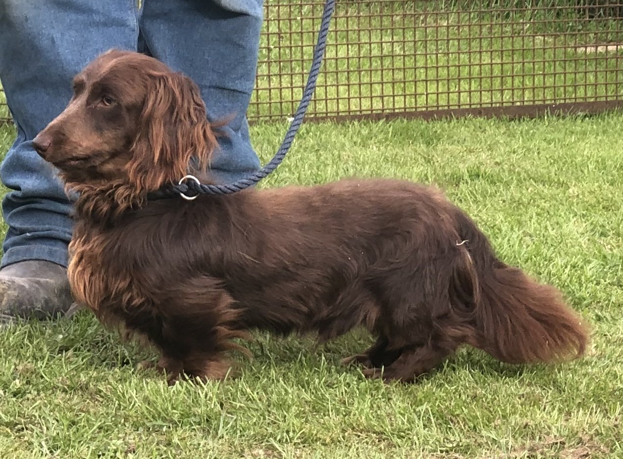 long haired dachshund