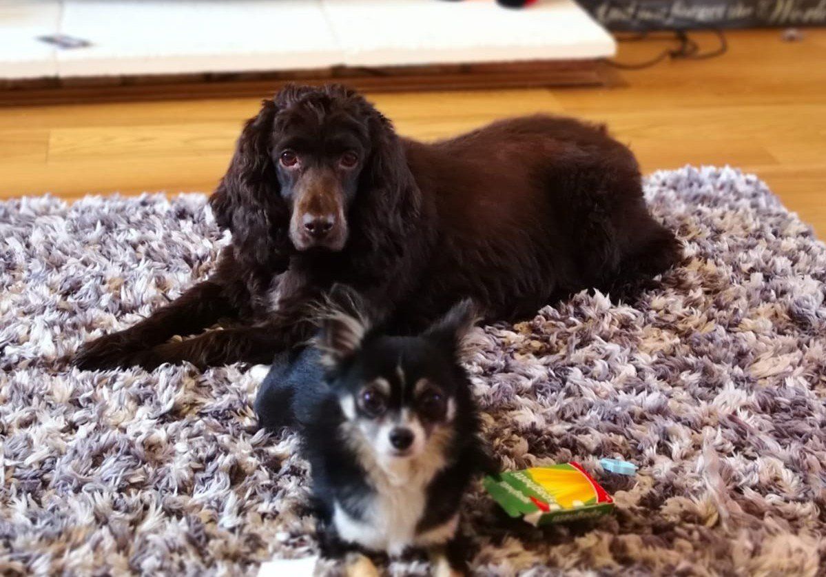 spaniel with chihuahua