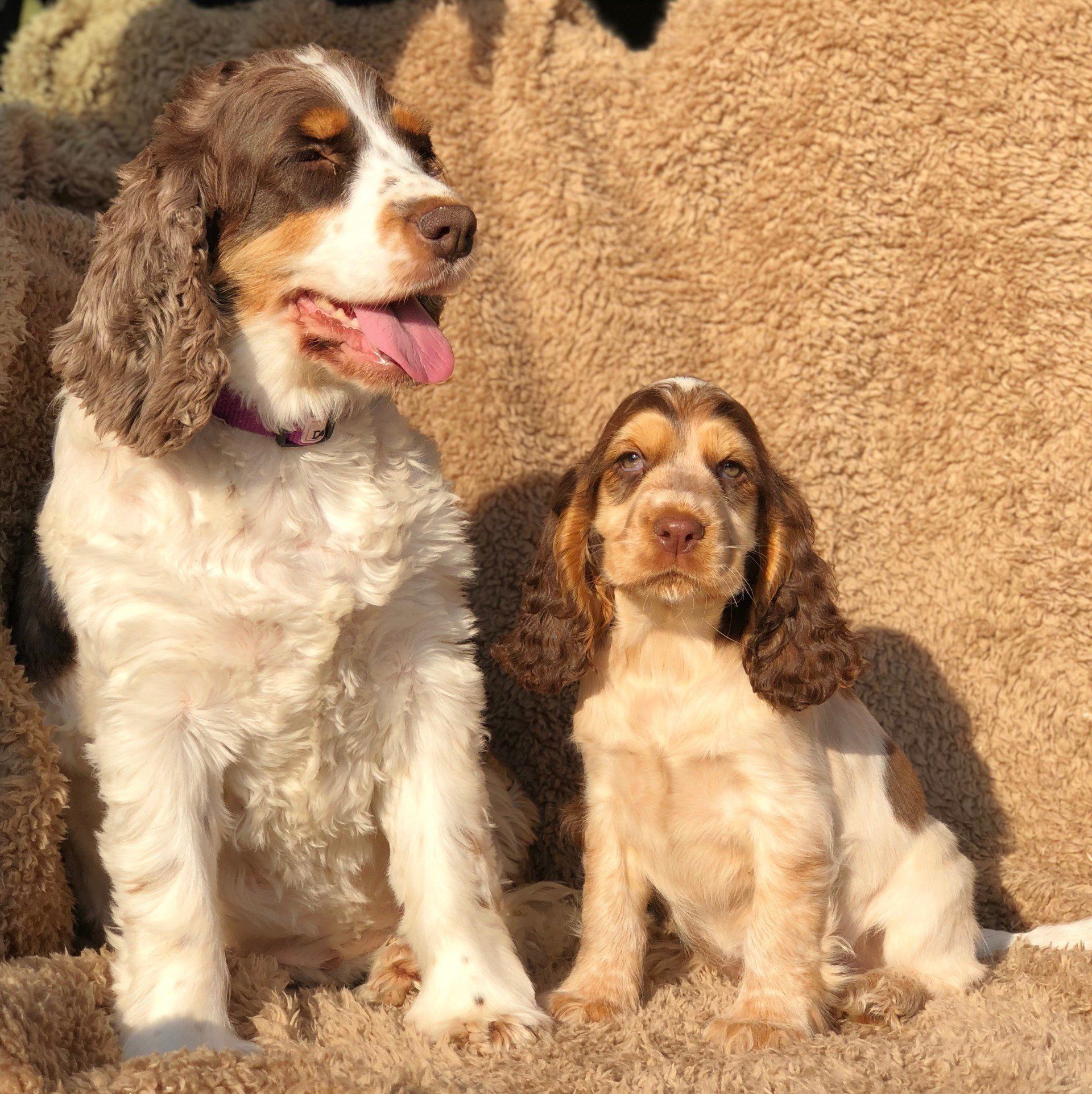 2 spaniels