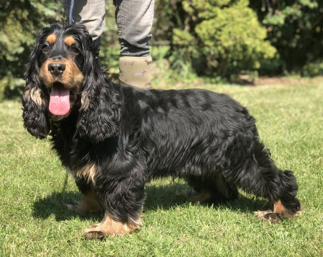 Cocker spaniel stud clearance dogs