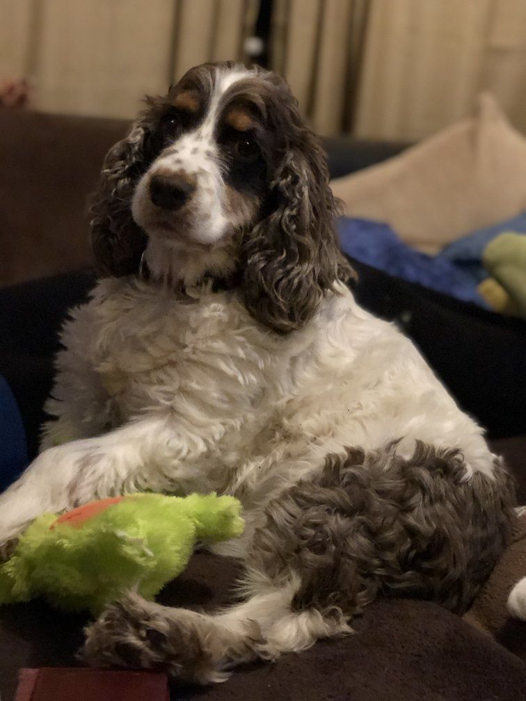 spaniel with toy
