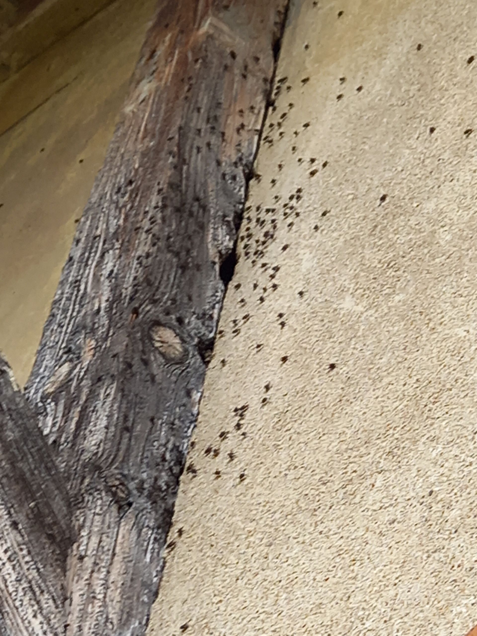 Un groupe d'insectes rampe sur un mur à côté d'un poteau en bois.