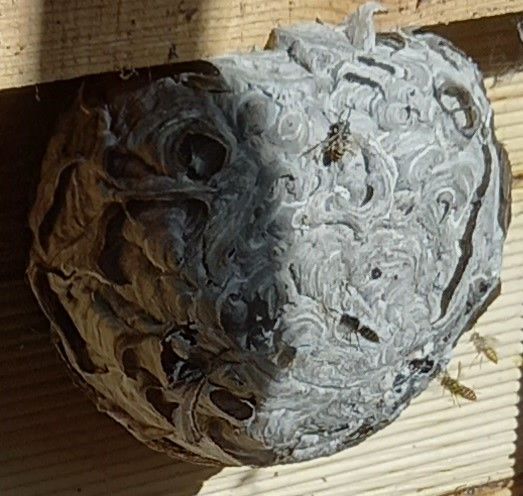 Un gros plan d'un nid de guêpes sur une surface en bois.