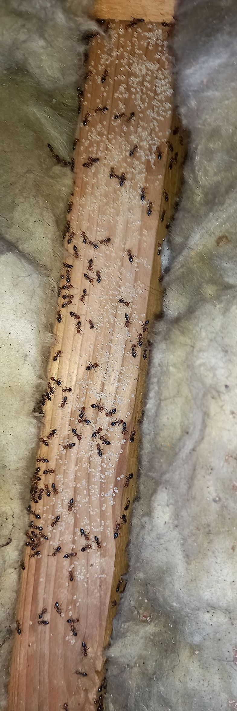 Un groupe de fourmis rampe sur un morceau de bois.