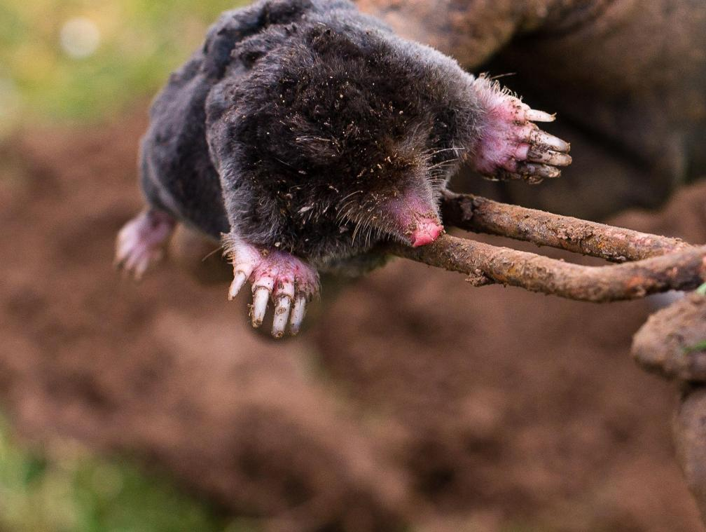 Gros plan d'une personne tenant un grain de beauté sur un bâton.